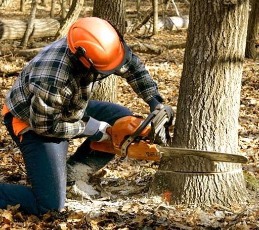 Tree Removal in Santa Fe, TX